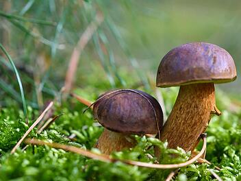 Die Pilze in bayerischen W&auml;ldern sind auch &uuml;ber 30 Jahre nach dem Reaktorunfall von Tschernobyl radioaktiv belastet. Symbolfoto: Patrick Pleul/dpa-Zentralbild/dpa