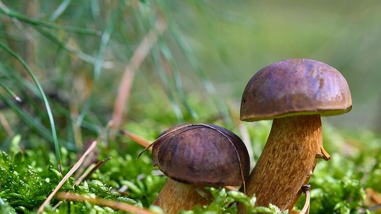Die Pilze in bayerischen W&auml;ldern sind auch &uuml;ber 30 Jahre nach dem Reaktorunfall von Tschernobyl radioaktiv belastet. Symbolfoto: Patrick Pleul/dpa-Zentralbild/dpa