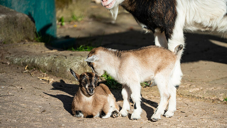 Tiergarten Nürnberg: Baby-Ziegen geboren