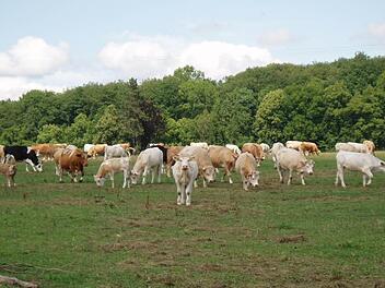 Die Zahl der Rinder, die im Landkreis Bad Kissingen gehalten werden, geht zur&uuml;ck. Foto: Markus Reeh/ Archiv