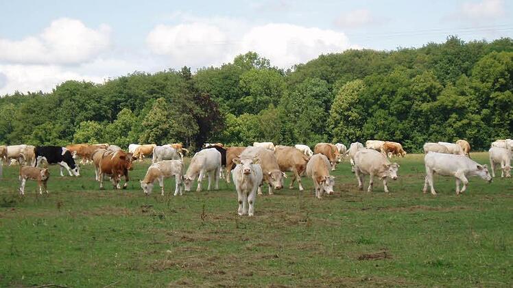 Die Zahl der Rinder, die im Landkreis Bad Kissingen gehalten werden, geht zur&uuml;ck. Foto: Markus Reeh/ Archiv