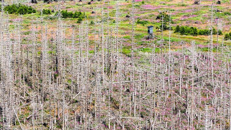 Waldsterben durch Borkenk&auml;fer