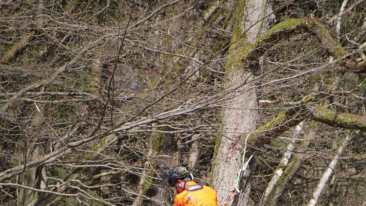 Fällarbeiten entlang der Kissinger Straße in Bad Brückenau im Frühjahr 2018 Foto: Ulrike Müller
