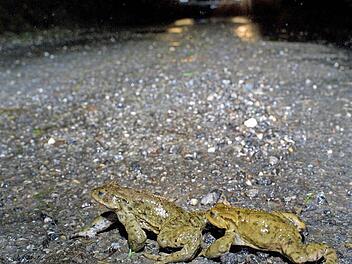 Gefährliche Amphibienwanderung  Foto: Herbert Stadelmann