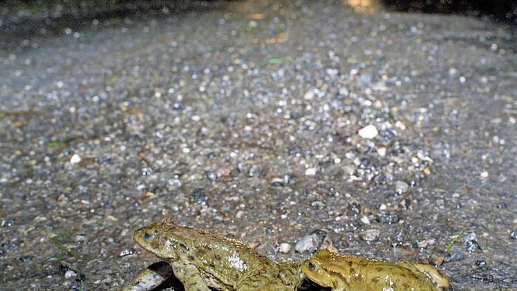 Gefährliche Amphibienwanderung  Foto: Herbert Stadelmann