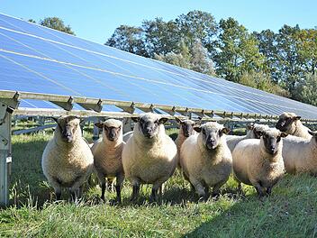 Schafe können wichtige Helfer bei der Pflege von Solarparks sein. Der  Marktgemeinderat Maßbach genehmigte nun die Einrichtung einer neuen Anlage  bei Volkershausen. Unser Bild entstand auf einer Anlage in Pfaffenhofen.  Symbolbild: Solarbauern GmbH/Susanne Lotter