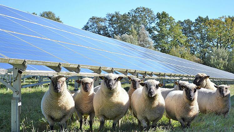 Schafe können wichtige Helfer bei der Pflege von Solarparks sein. Der  Marktgemeinderat Maßbach genehmigte nun die Einrichtung einer neuen Anlage  bei Volkershausen. Unser Bild entstand auf einer Anlage in Pfaffenhofen.  Symbolbild: Solarbauern GmbH/Susanne Lotter