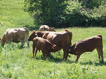 Zwei Kälbchen trinken gleichzeitig. Es sind keine Zwillinge. Manche Kühe lassen auch andere Kälbchen trinken. Marion Eckert