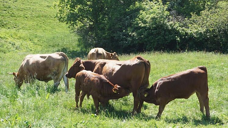Zwei Kälbchen trinken gleichzeitig. Es sind keine Zwillinge. Manche Kühe lassen auch andere Kälbchen trinken. Marion Eckert
