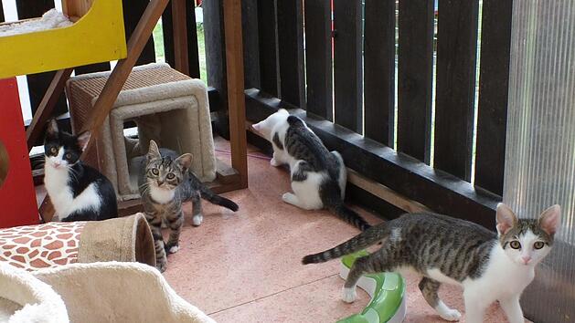 Das Foto zeigt vier von 160 Katzen, die derzeit im Tierheim Wannigsm&uuml;hle sitzen und auf ein neues Zuhause warten. Darunter "Claudia", zweite von links: Sie hat ein kleines Handicap, n&auml;mlich linksseitig weder H&uuml;fte noch Kniescheibe - bewegen kann sie sich trotzdem gut. Foto: Ursula Boehm