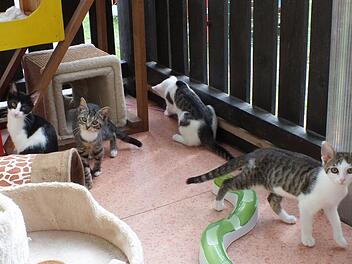 Das Foto zeigt vier von 160 Katzen, die derzeit im Tierheim Wannigsmühle sitzen und auf ein neues Zuhause warten. Darunter "Claudia", zweite von links: Sie hat ein kleines Handicap, nämlich linksseitig weder Hüfte noch Kniescheibe - bewegen kann sie sich trotzdem gut. Foto: Ursula Boehm