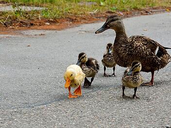 Weil er eine Entenfamilie retten wollte, hat ein Mann in den USA sein Leben verloren.