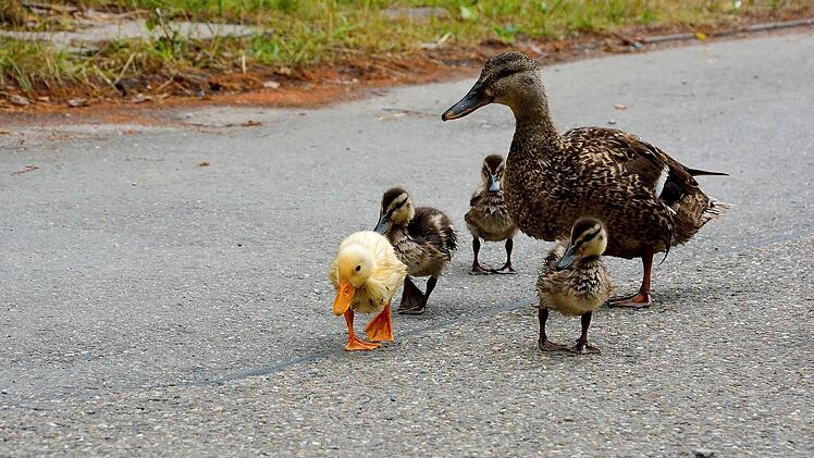 Weil er eine Entenfamilie retten wollte, hat ein Mann in den USA sein Leben verloren.