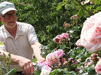 Er kennt sie alle mit Namen: Hubert Töpfer pflegt seine Rosen mit Hingabe. Fotos: Ulrike Müller