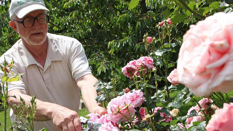 Er kennt sie alle mit Namen: Hubert Töpfer pflegt seine Rosen mit Hingabe. Fotos: Ulrike Müller