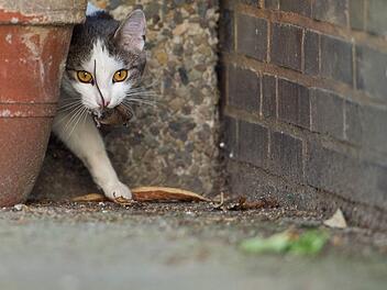 Streunende Katzen vermehren sich unkontrolliert. Deswegen plädieren Tierschützer für eine Kastration.Kulian Stratenschulte/dpa
