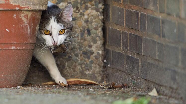 Streunende Katzen vermehren sich unkontrolliert. Deswegen plädieren Tierschützer für eine Kastration.Kulian Stratenschulte/dpa