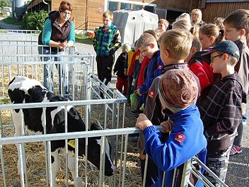 Die Bäuerin zeigte den Kindern die Kälbchen und erklärte, warum sie Ohrmarken tragen. Fotos: Günther Straub