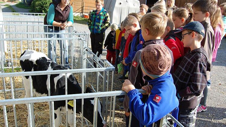 Die Bäuerin zeigte den Kindern die Kälbchen und erklärte, warum sie Ohrmarken tragen. Fotos: Günther Straub