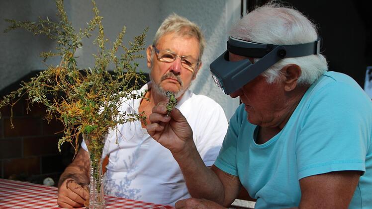 Hans Krautblatter (rechts) nimmt die Bl&uuml;ten der seltenen Pflanze mit Friedrich Lechner interessiert genauer unter die Lupe. Foto: Mirjam Stumpf