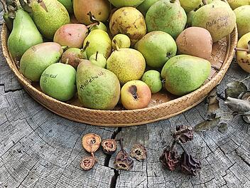 Steigerw&auml;lder Hutzeln