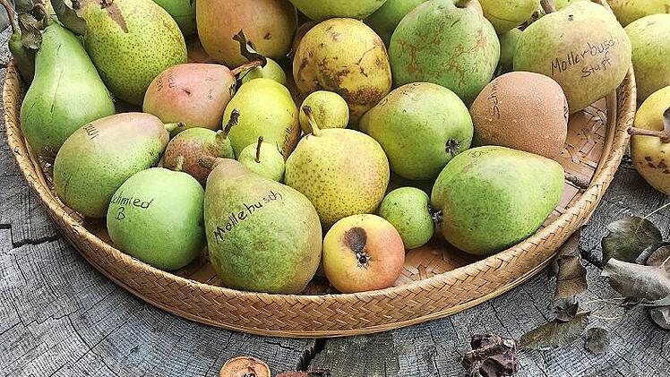 Steigerw&auml;lder Hutzeln