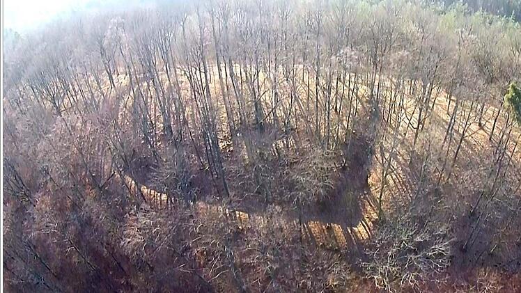 Der Burgwall wird im Licht- und Schattenwald im Eltmanner Stadtwald sichtbar.