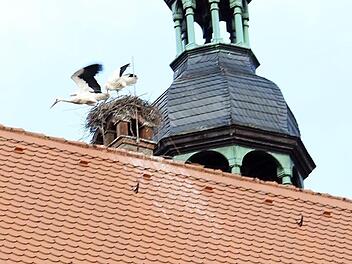Adebars bauen seit Wochen eifrig an ihrem Nest auf dem Konventbau. Foto: Evi Seeger