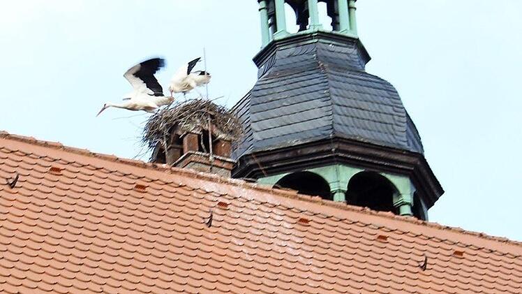 Adebars bauen seit Wochen eifrig an ihrem Nest auf dem Konventbau. Foto: Evi Seeger