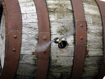 Einer Meise hat sich in einem Bierfass eingenistet. Foto: dpa