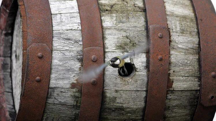 Einer Meise hat sich in einem Bierfass eingenistet. Foto: dpa