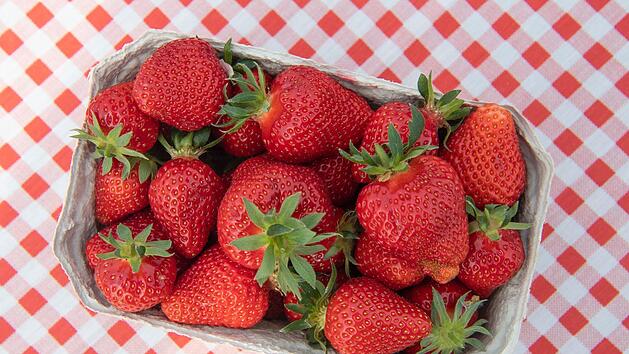 Lecker und gesund: Nach neuesten Erkenntnissen k&ouml;nnen Erdbeeren aktiv gegen Krebs helfen.  Ob der Effekt auch beim Menschen wirkt, m&uuml;sse aber in weiteren Studien noch festgestellt werden. Foto: Boris Roessler/dpa