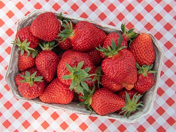 Lecker und gesund: Nach neuesten Erkenntnissen können Erdbeeren aktiv gegen Krebs helfen.  Ob der Effekt auch beim Menschen wirkt, müsse aber in weiteren Studien noch festgestellt werden. Foto: Boris Roessler/dpa