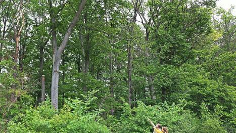 Forstbetriebsleiter Peter Hagemann und Forstrevierleiterin Veronika Thiel begutachten die dürren Buchen neben der Straße.