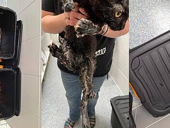 Tierheim Nürnberg: Katzen in Plastikboxen ausgesetzt und mit Futter überschüttet