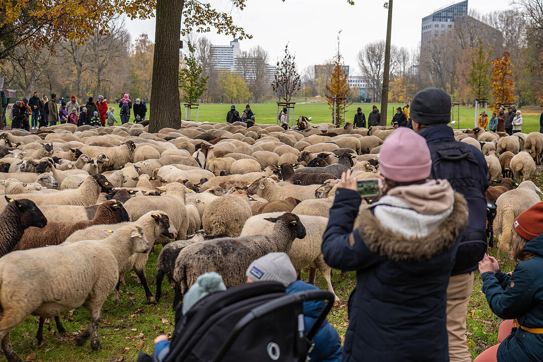 Hunderte Schafe ziehen durch Nürnberg - Naturspektakel in Bildern