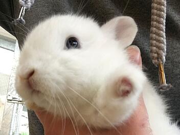 Tierheim Bamberg mit Hilferuf - über 50 Kaninchen aus Schrebergarten gerettet