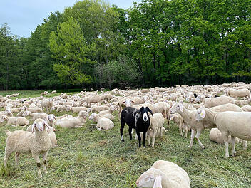Schafe am Bucher Landgraben