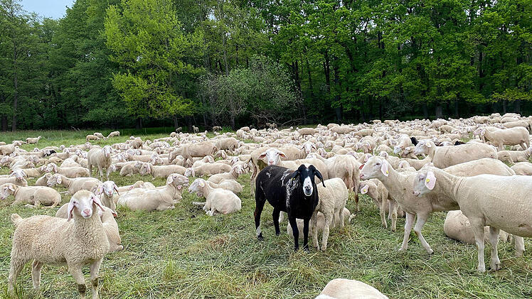 Schafe am Bucher Landgraben