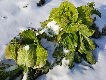 Ein Feinkostladen für hungrige Kaninchen. Oder etwa nicht? Foto: Sabine Christofzik