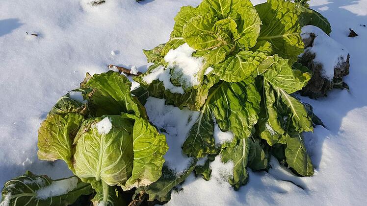 Ein Feinkostladen für hungrige Kaninchen. Oder etwa nicht? Foto: Sabine Christofzik