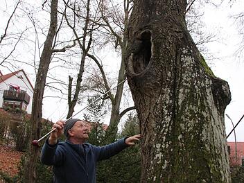 Hinter dem Astloch dieser Linde hat sich ein Hohlraum gebildet. Baumgutachter Rainer Gerber ermittelt die Größe. Fotos: Heike Beudert