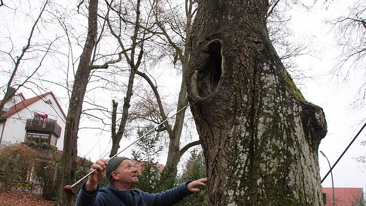 Hinter dem Astloch dieser Linde hat sich ein Hohlraum gebildet. Baumgutachter Rainer Gerber ermittelt die Größe. Fotos: Heike Beudert