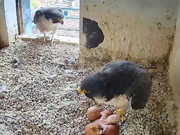 Wanderfalken-K&uuml;ken auf der Kaiserburg N&uuml;rnberg geschl&uuml;pft