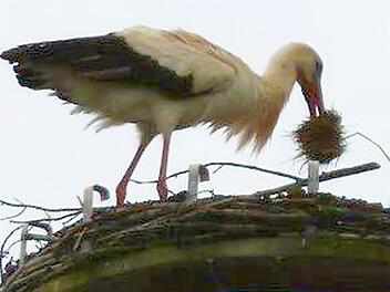 Der Horst auf der Berufsschule Fotos: Petra Baltrusch