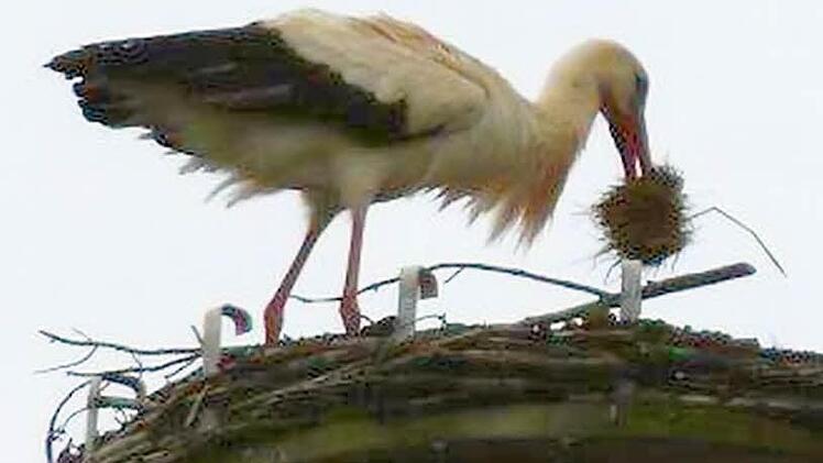 Der Horst auf der Berufsschule Fotos: Petra Baltrusch