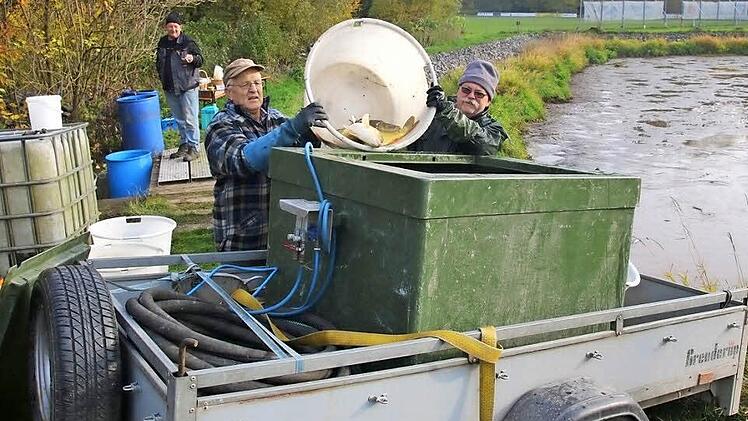 Ulrich Moika und Peter Schramm verladen die Fische in spezielle Boxen, die mit Wasser gefüllt und mit Sauerstoff versorgt werden. Sicher bringen die beiden ihre Ladung nach Bad Staffelstein. Foto: Michael Stelzner