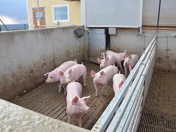 Schweine auf dem Betrieb von Jan Schrijer im Freien.