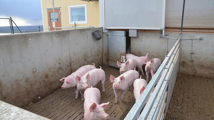 Schweine auf dem Betrieb von Jan Schrijer im Freien.