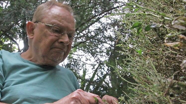 Dieter Kolb versucht, seinen Buchsbaum wieder aufzubauen.